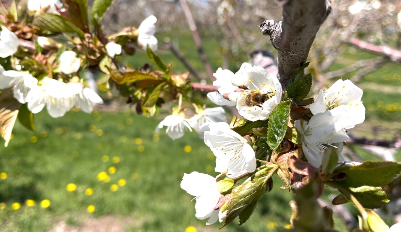 Flathead Cherry Blossoms