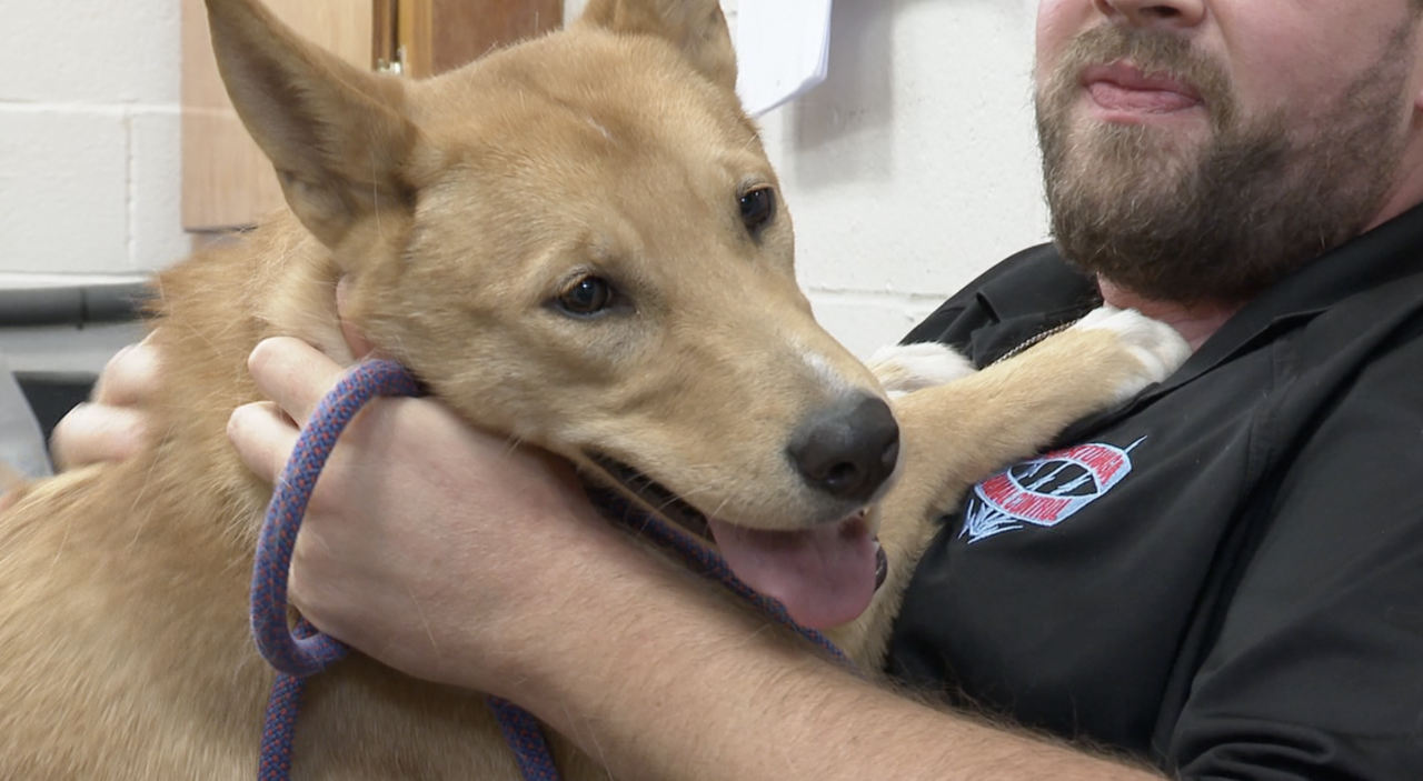One year old Rosie was found wandering around Cheektowaga