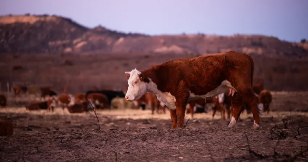 New tactic to fight New World Screwworm Fly for Texas' AG industry