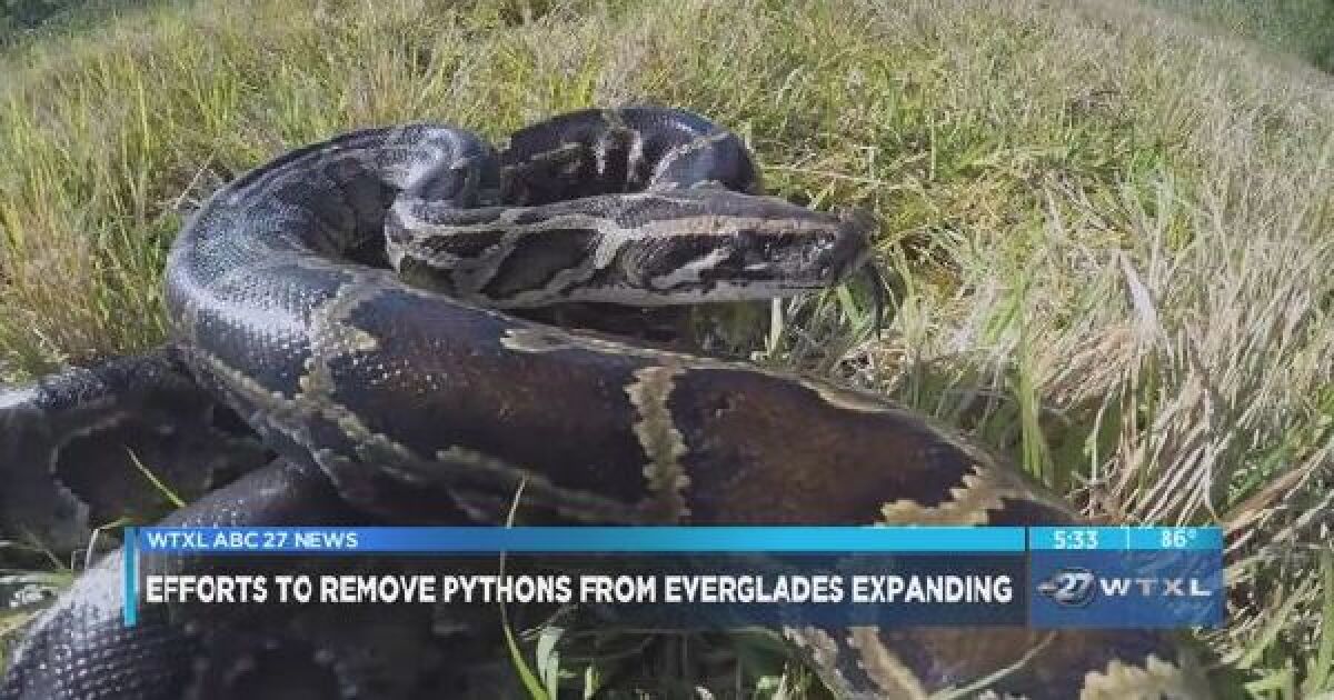 Efforts to remove pythons from Everglades expanding
