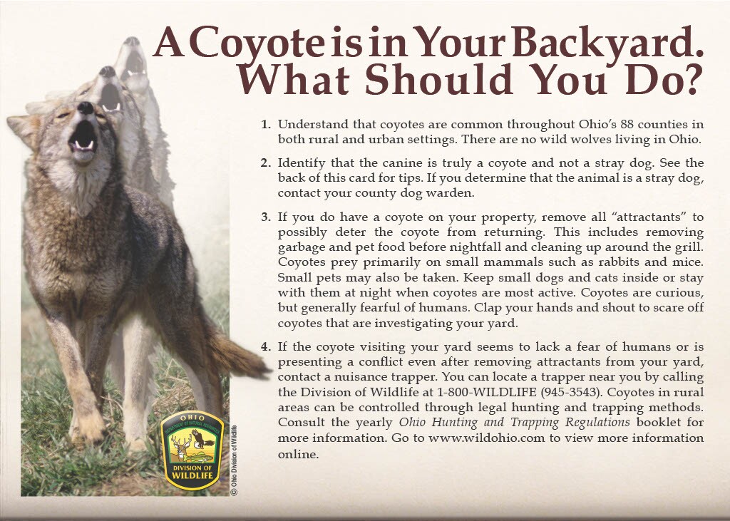 Coyote ODNR