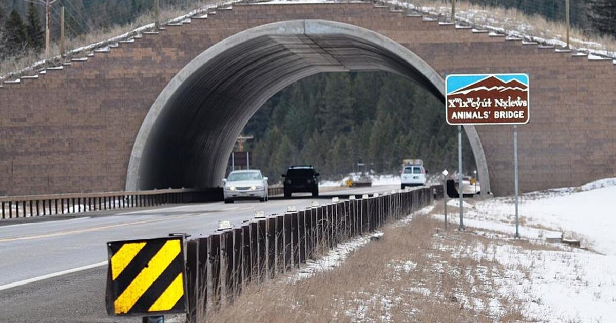 Missoula County backs study, construction of wildlife crossings on I-90, US 93 - Vimarsana News