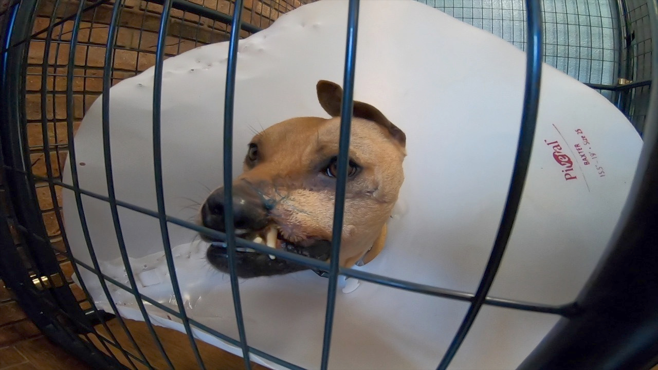 Aspen Polk Co Bully Project Stassy Olmos.png