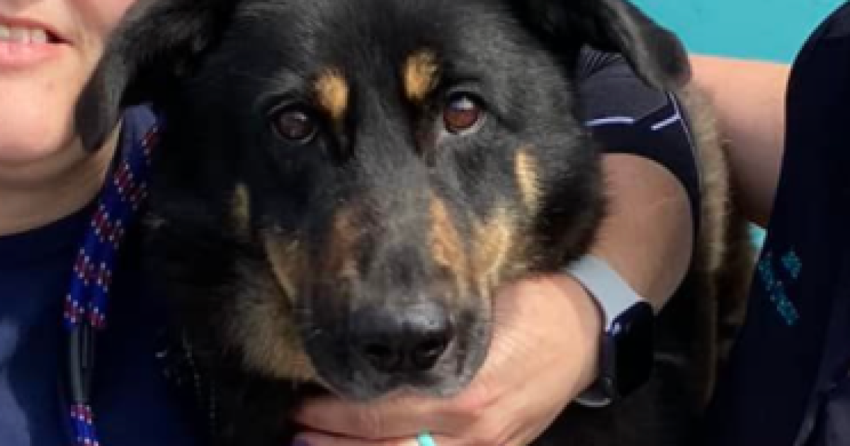 Couple adopts dog abandoned by owners who thought it was gay