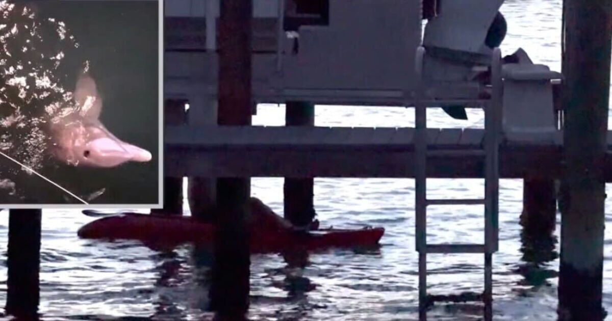 Pinellas neighbors rescue dolphin caught in illegal net, FWC investigating - Vimarsana News