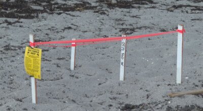 Sea turtle nest Jupiter 