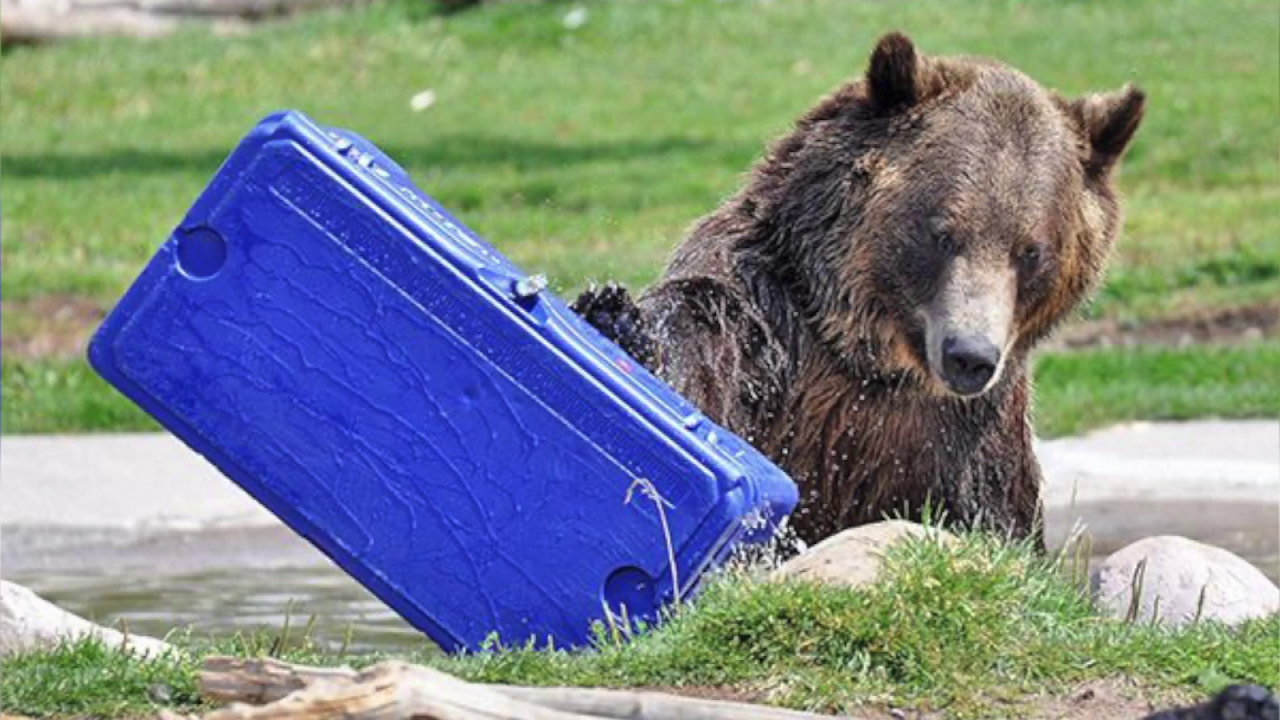 bo breaks cooler.png