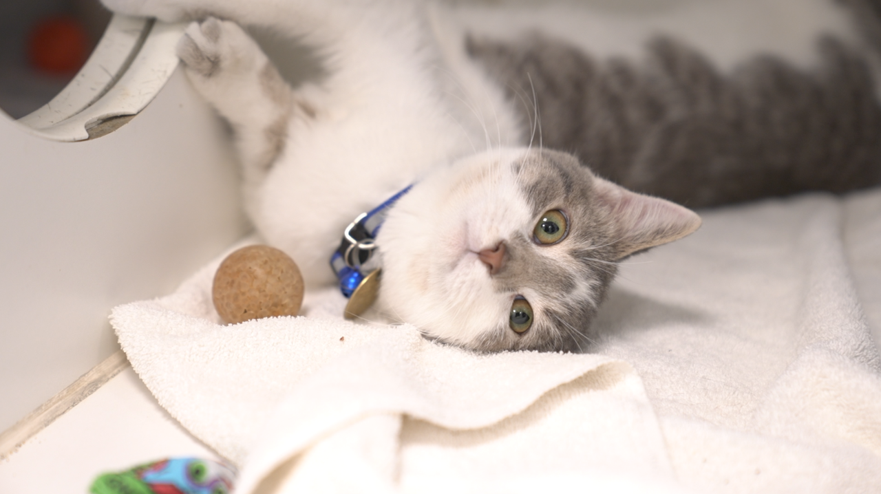Cat posing for the camera at Capital Area Humane Society