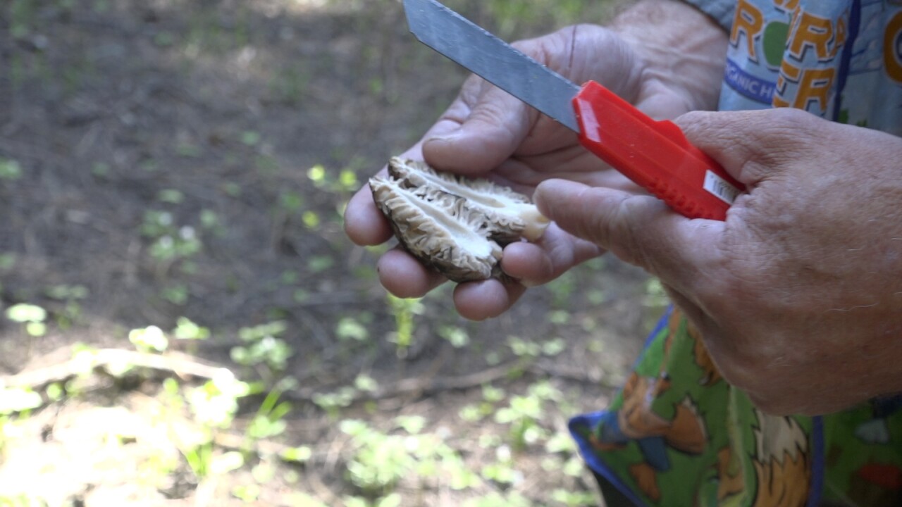 Adam shows us the inside of a morel