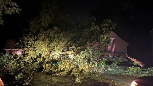 Trees down after Thursday night storms