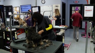 the grooming project