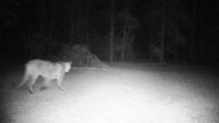 DNR: There have been 6 confirmed reports of cougars in Michigan