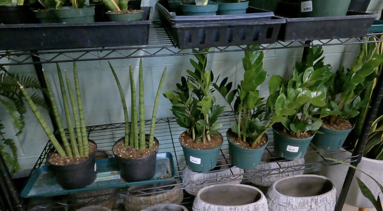 House plants inside Alice's Garden