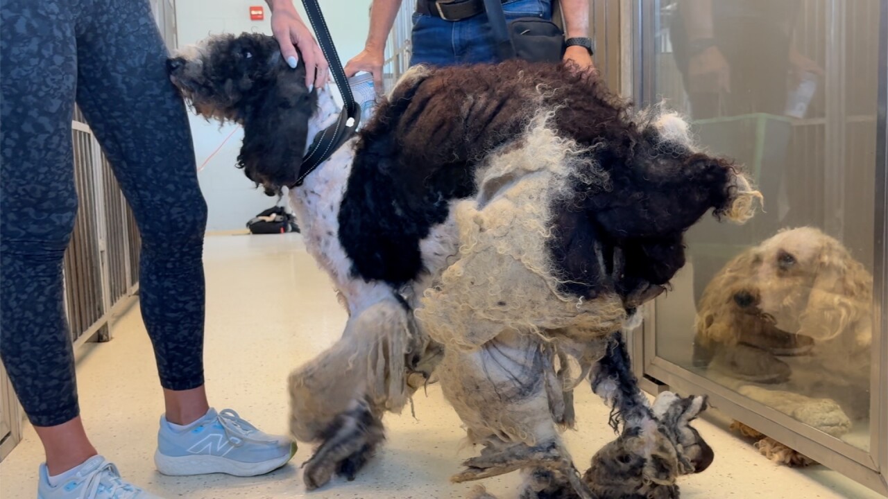 Matted doodle Big Dog Ranch
