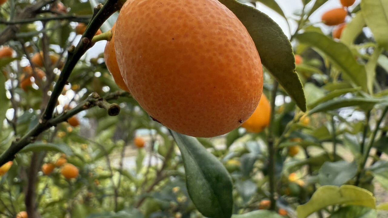 Kumquat 