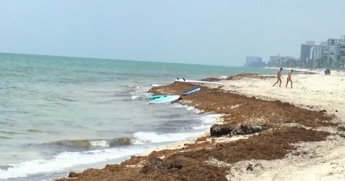 Seaweed Piles Up On Delray Beach
