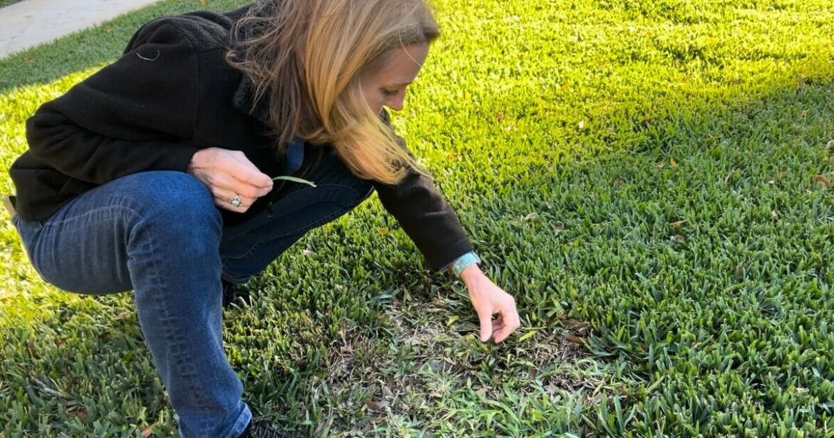 Grass virus that kills lawns has spread to Hillsborough County - Vimarsana News