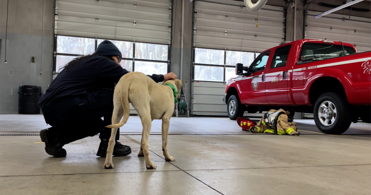 Shelter dogs join Muskegon Twp. firefighters to help spur adoptions - Vimarsana News