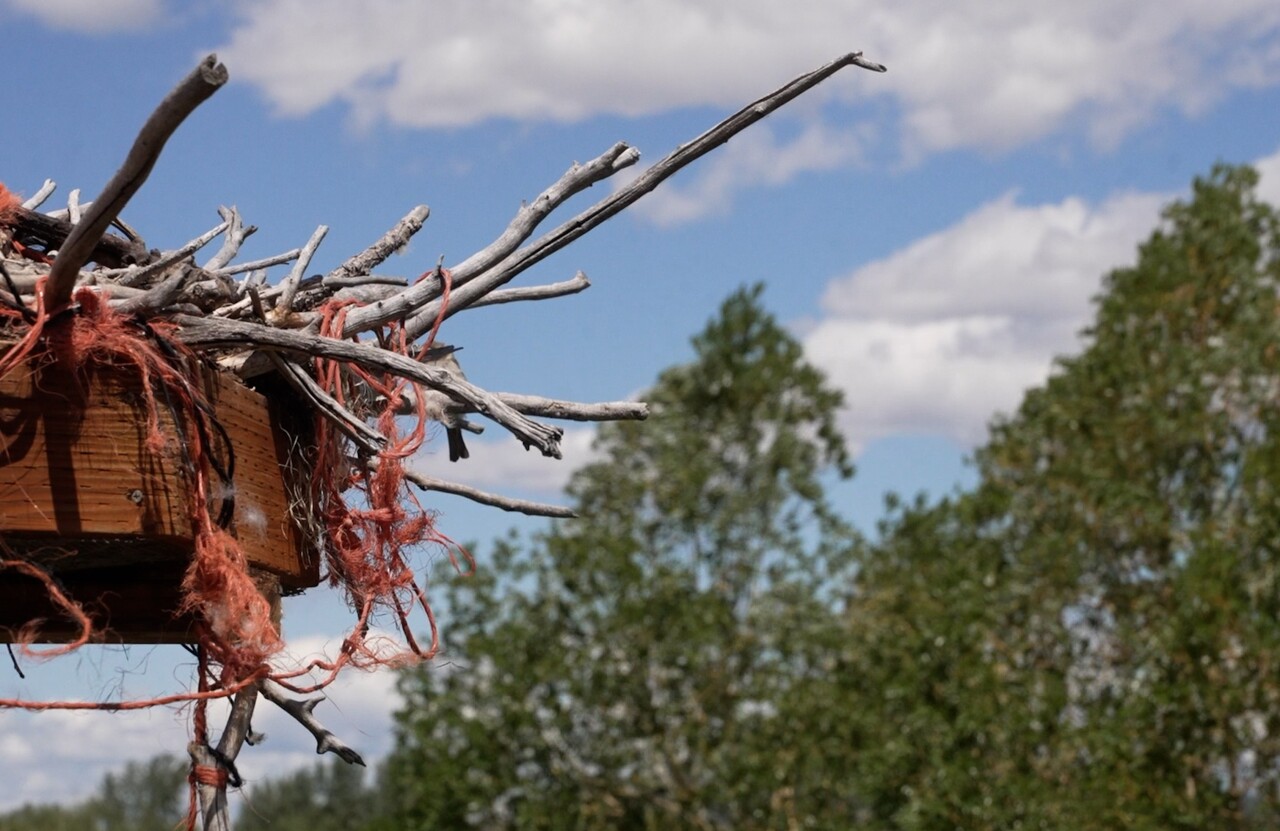 OSPREY NEST.jpg