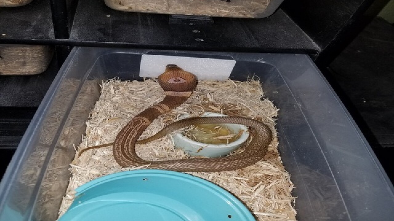 Deadly cobra on the loose in central Florida