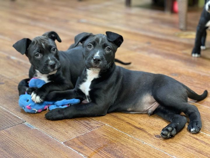 Puppies playing together