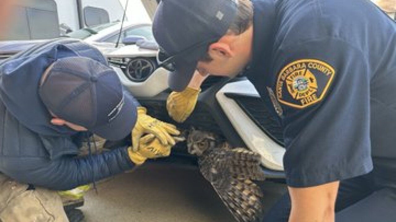 Owl rescued from car grill in Orcutt.jpg