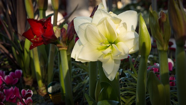 Babies of the Sonoran Desert
