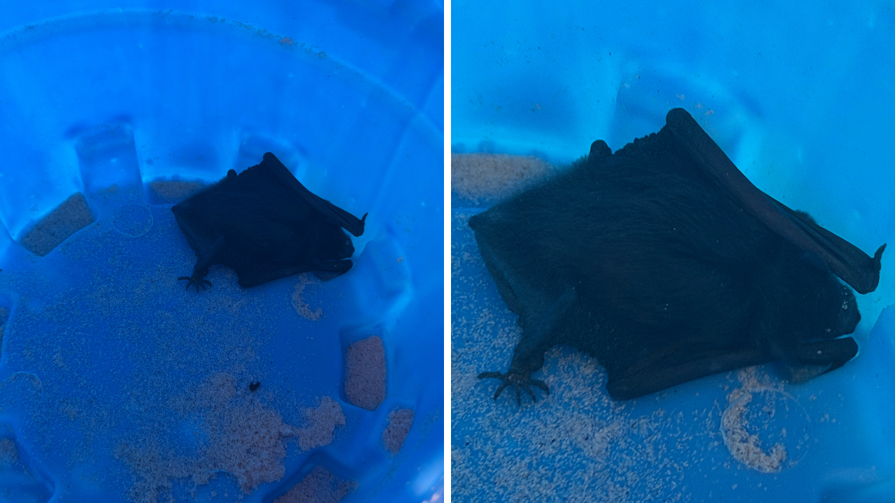 'There's a bat in my mouth’: Richmond doctor's bat nightmare goes viral