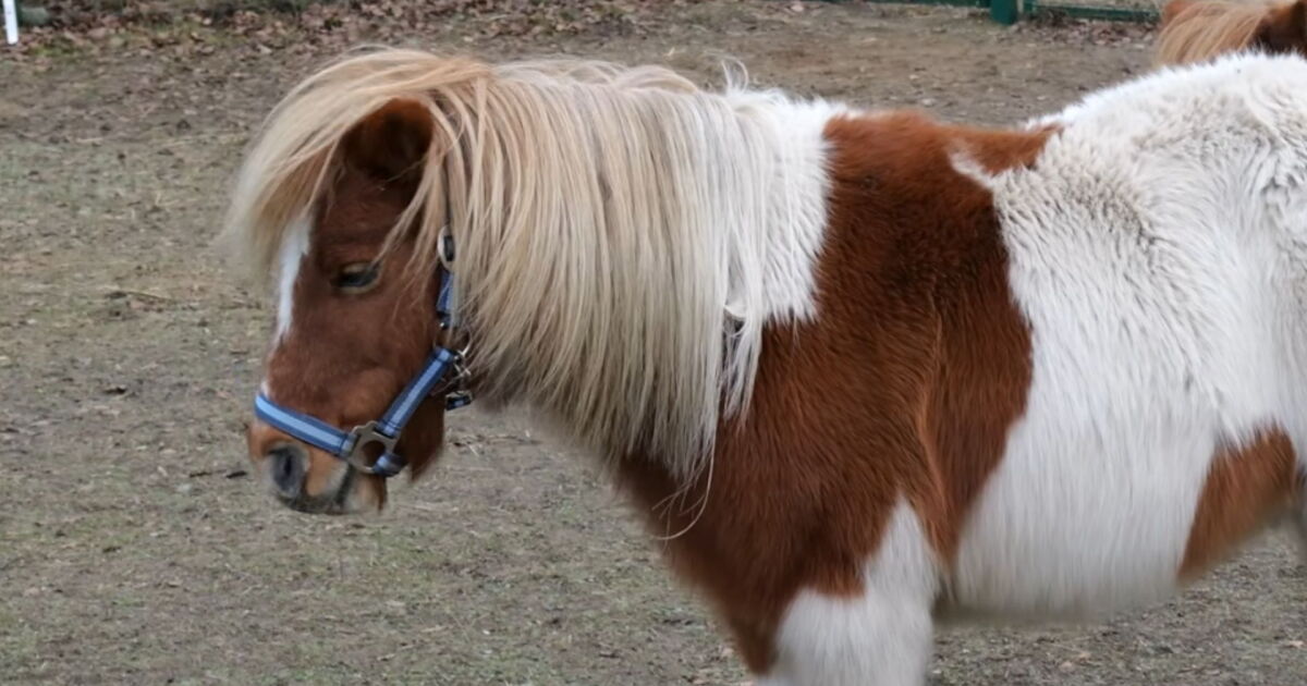 Authorities seize dozens of animals from petting zoo in Tooele County