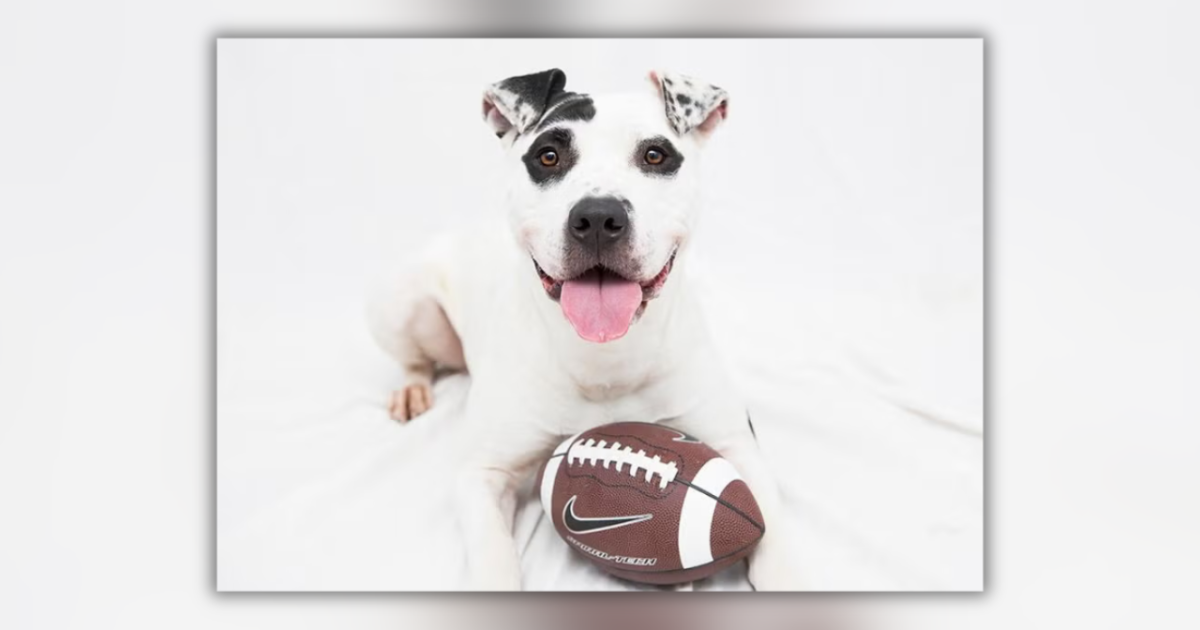 Pet adoption fees slashed at 15 Tulsa-area shelters through August 30