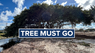 tree must go delray beach thumbnail.png