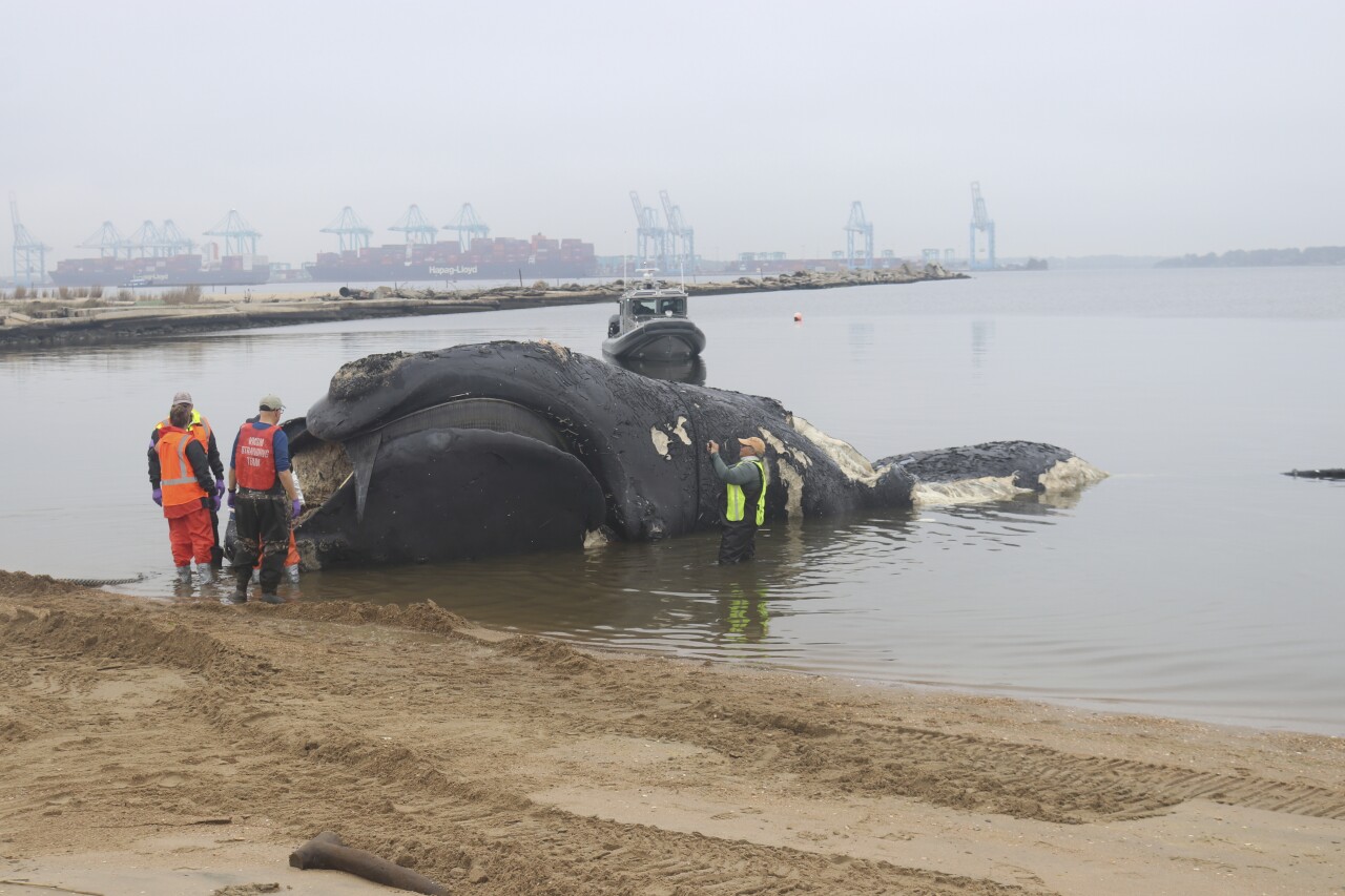 Right Whale Death