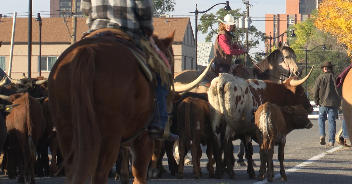 'Alive and well': Billings Cattle Drive back for first time in nearly 10 years - Vimarsana News