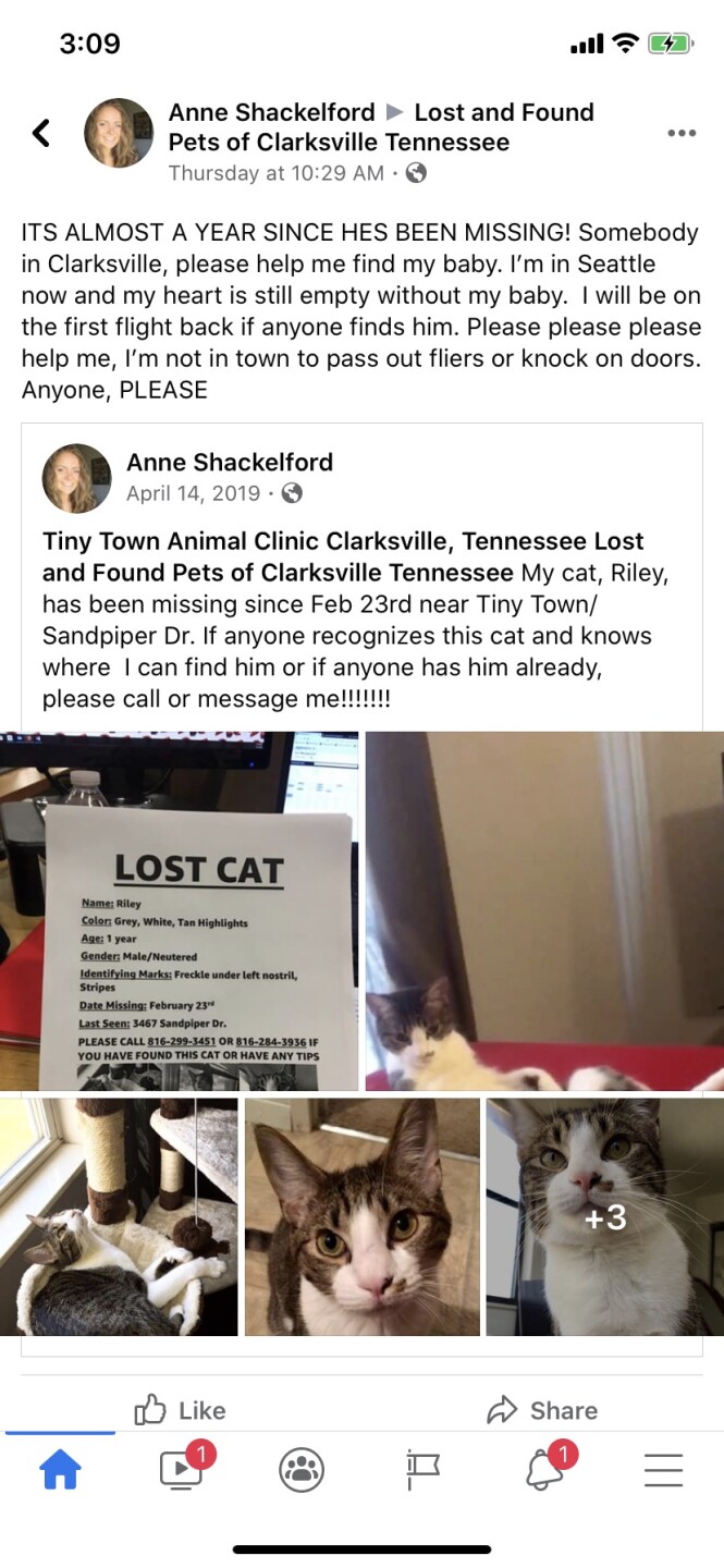 A Year After Going Missing In Clarksville Cat To Be Reunited With