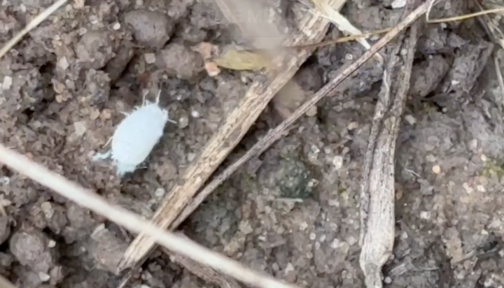 Grimes County ranchers and experts battle pasture mealybug threat to local ag industry