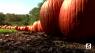 All The Things We Love About Fall