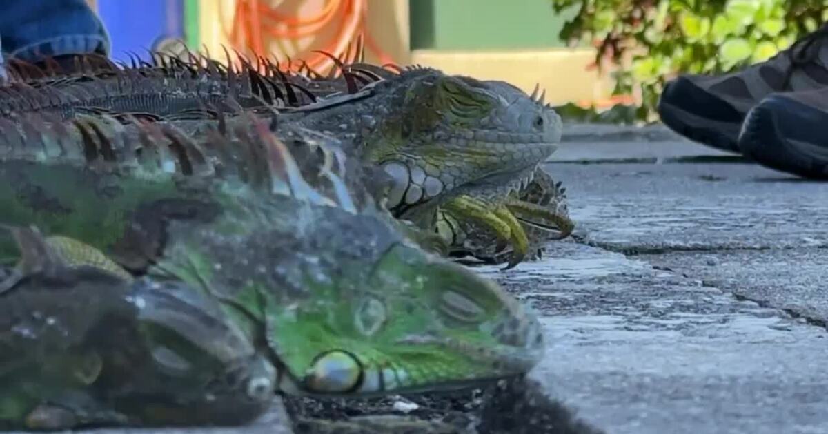 Florida residents help capture 900+ invasive iguanas during cold snap without permits