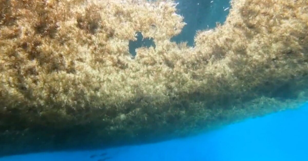New sargassum blob raises concerns in Florida