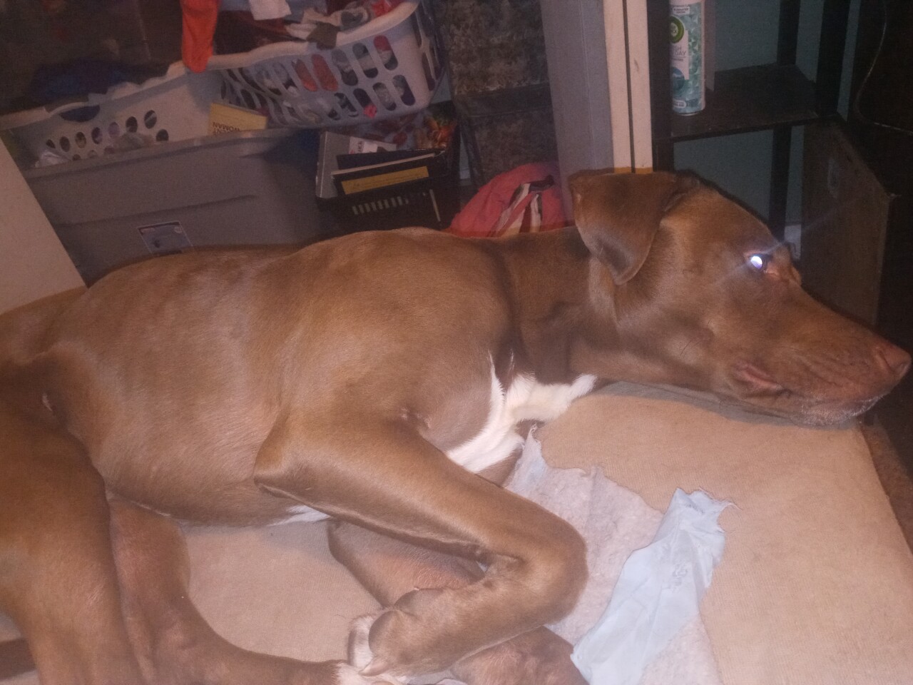 Displaced pets 9.jpg