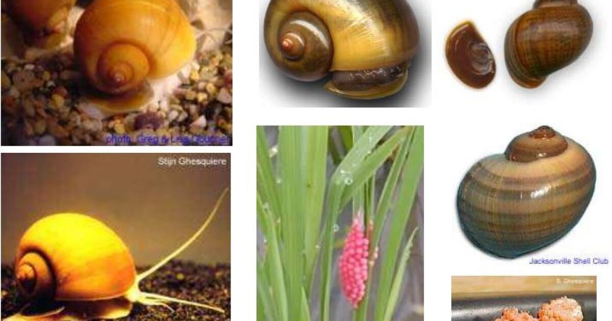 Apple snails impacting crawfish and rice crops