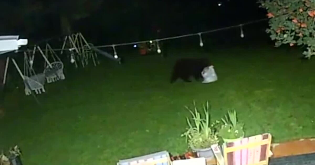 Bear Captured After Week in Tree in Butte