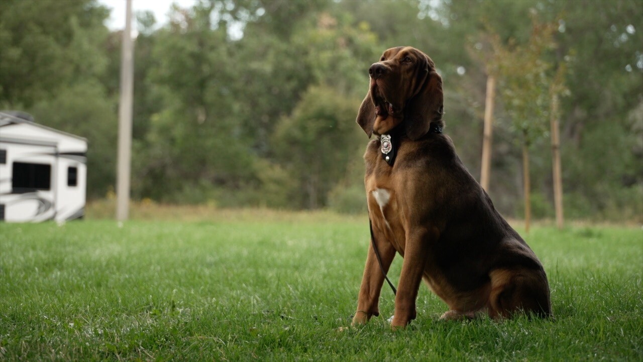 Hiccup the bloodhound.jpg