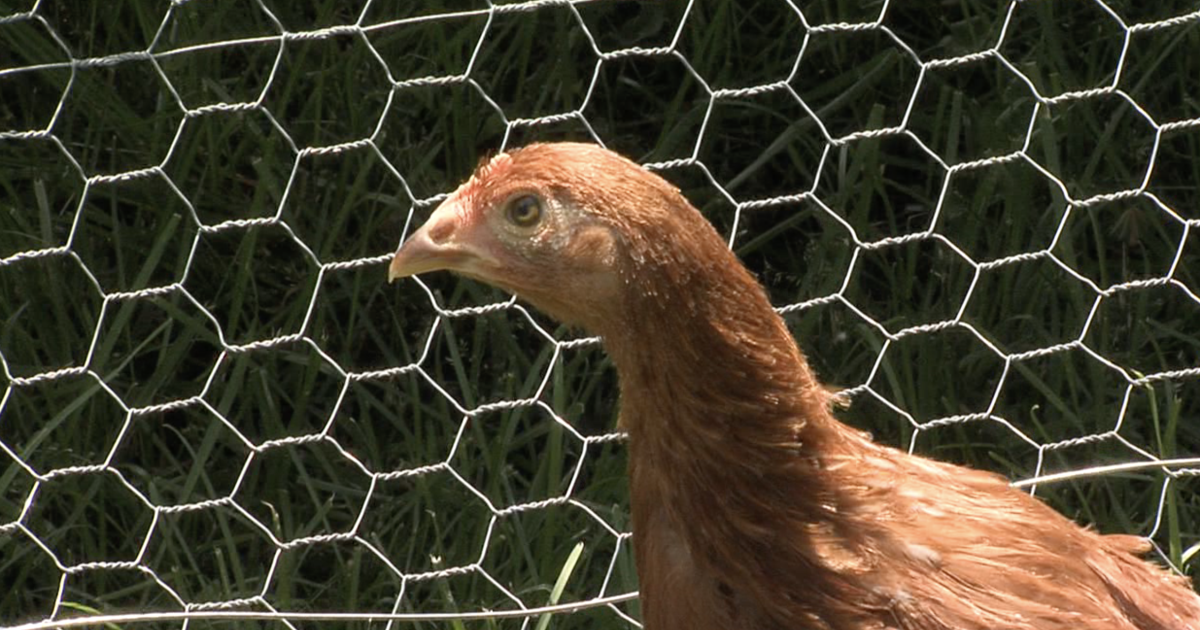 Overland Park City Council approves ordinance for residents to raise chickens - Vimarsana News