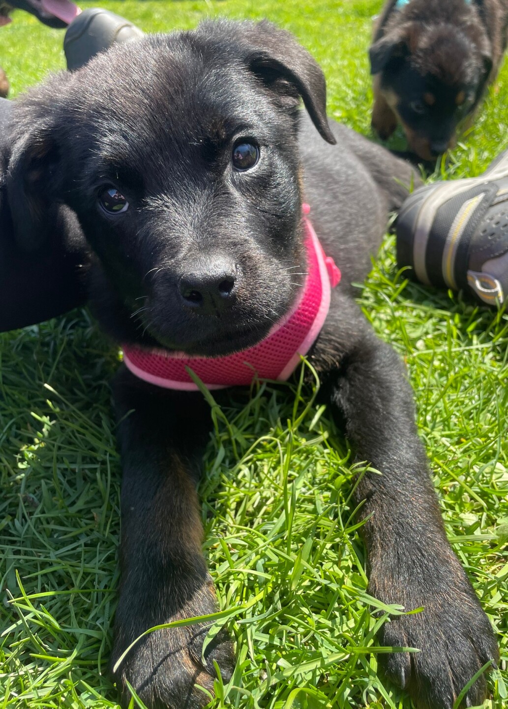 noah project pup 6.jpg