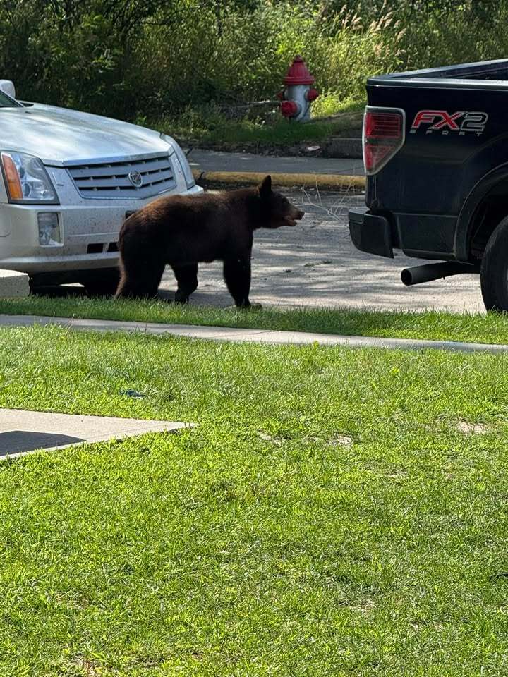 ssbear3.jpg