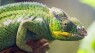 How Chameleons Could Help Save Madagascar's Rainforest