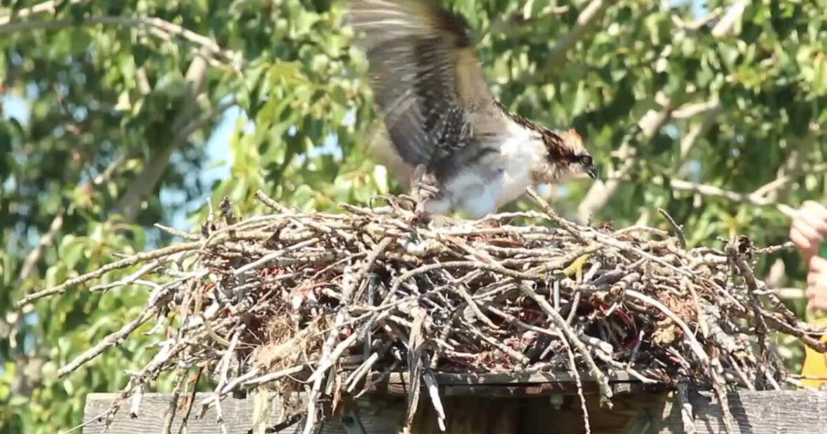 Out and About: Week of the Young Child, bird watching, a pajama brunch, and more - Vimarsana News