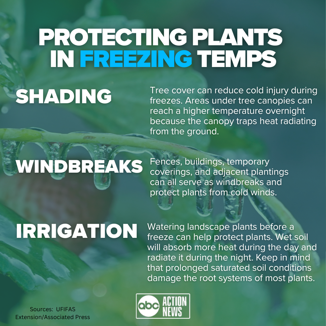 Protecting your plants