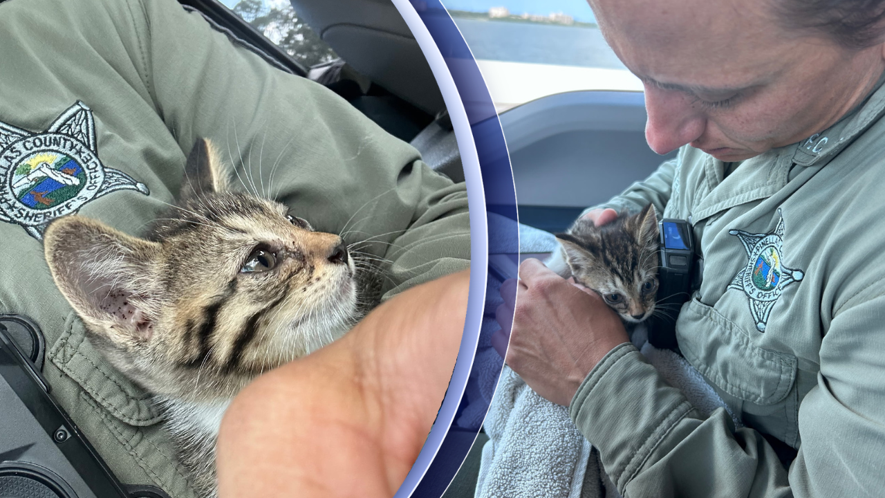 cat saved.png