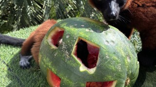 North Florida Wildlife Center needs produce donations this summer